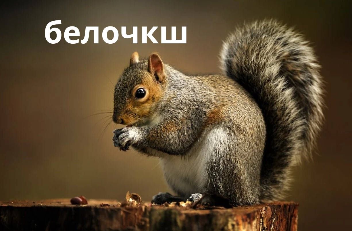 Understanding белочкш: A Detailed and Comprehensive Guide